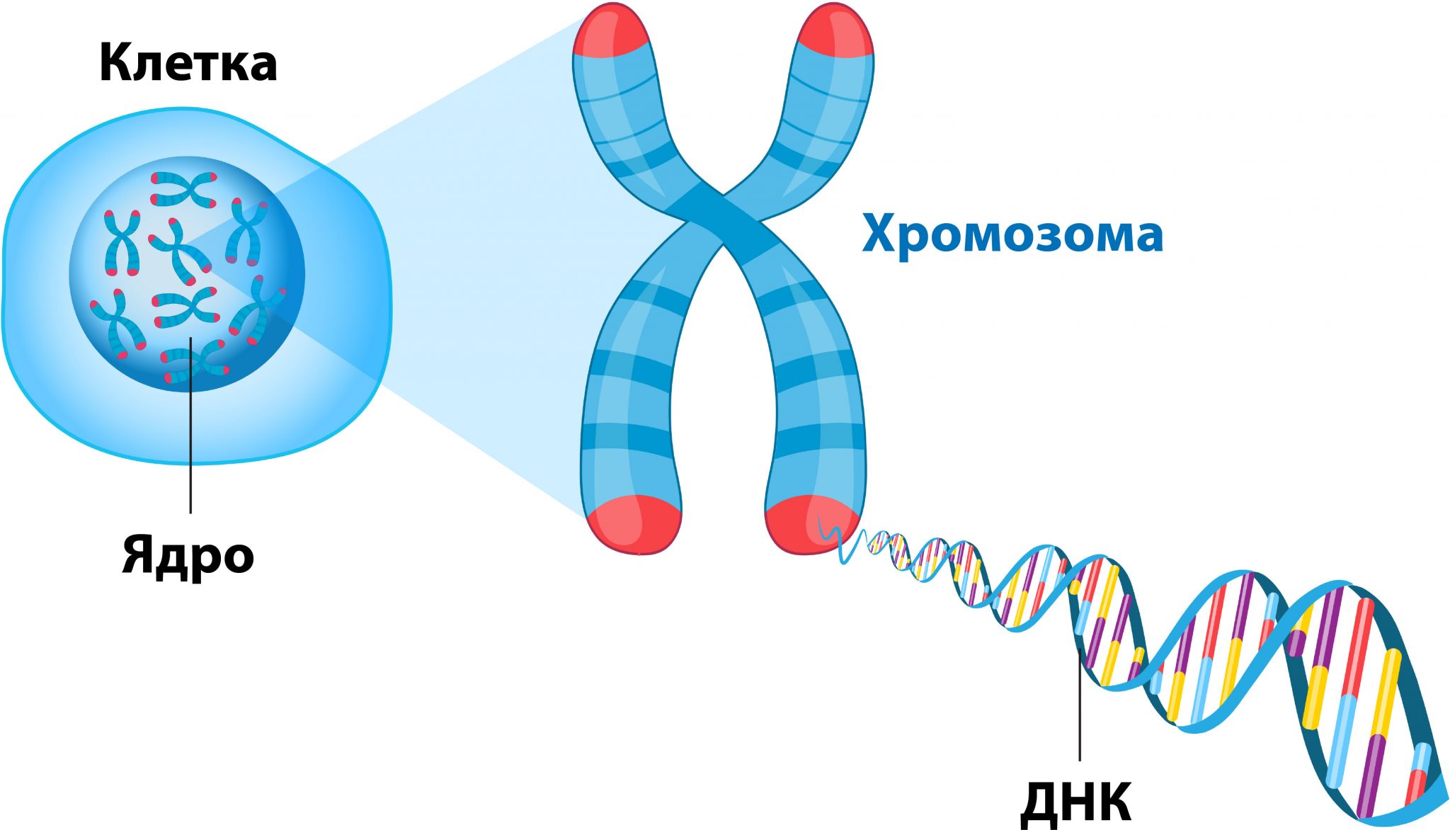 Хронична лимфоцитна левкемия - Българско Сдружение Лимфом
